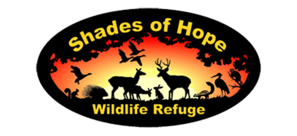 shades-of-hope-logo